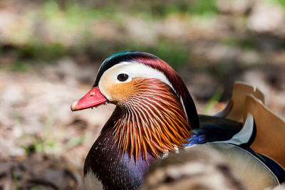 animal themes