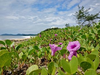 Purple flowering plants on land against sky