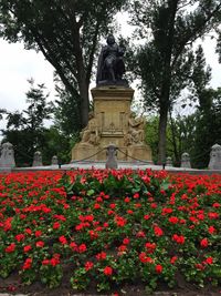 Pink flowers blooming in park