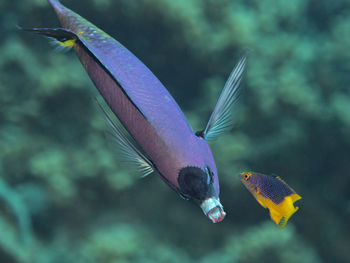 Bodianus rufus, a juvenile spanish hogfish cleaning on clepticus parrae, the creole wrasse