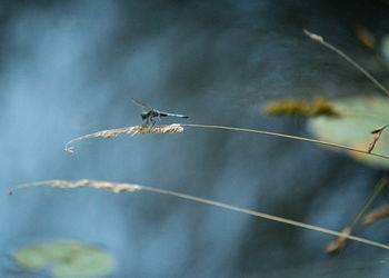 Dragonfly on long grass