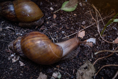 Close-up of snail on land