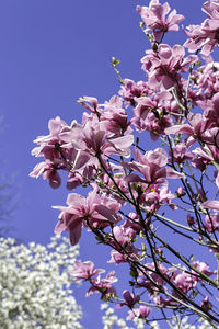 Low angle view of cherry blossoms in spring