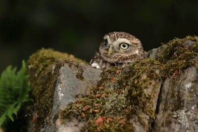 Close-up of lizard on rock