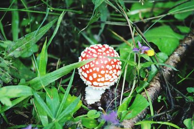 High angle view of fly agaric mushroom on field