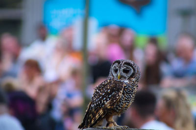 Close-up of owl perching