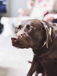 Close-up of dog looking away