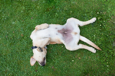 High angle view of a dog on field