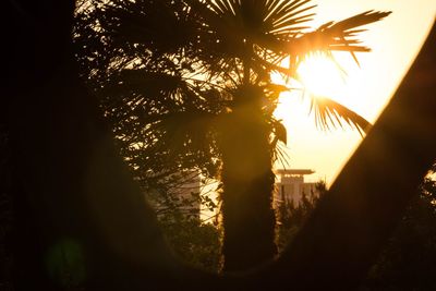 Low angle view of silhouette trees against sky during sunset