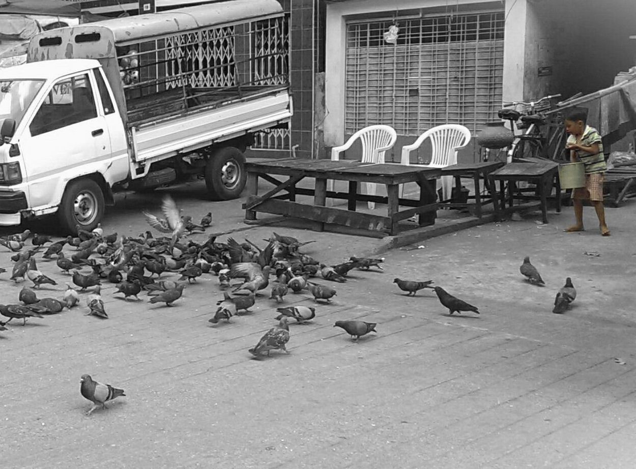 Feeding birds