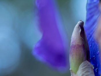 Close-up of purple flowering plant