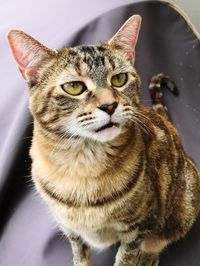 Close-up portrait of cat