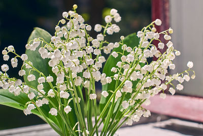 Close-up of white flowering plant