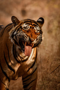 funny tiger