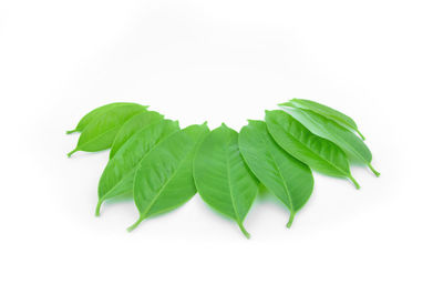 Close-up of green leaves against white background