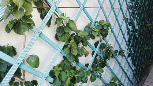 Close-up of plants in greenhouse