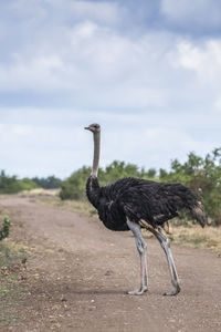 Side view of a bird