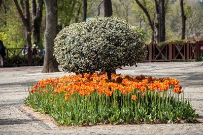 Flowering plants in park