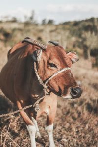 Close-up of a horse on field