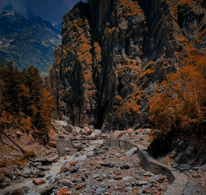 Autumn trees on rock