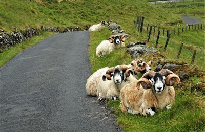 Sheep in a field