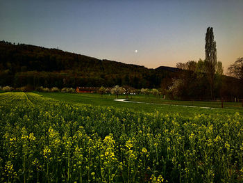 Scenic view of field against clear sky