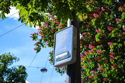 Low angle view of information sign on tree