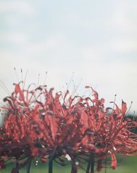 Close-up of flowers against sky