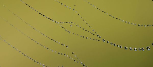 Low angle view of silhouette plants against sky during sunset