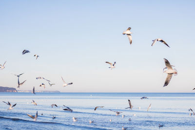 Seagulls flying over beach against clear sky