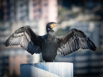 Cormorant in como