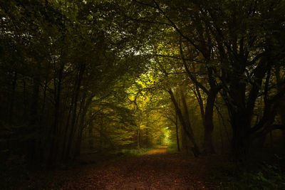 Trees in forest during autumn