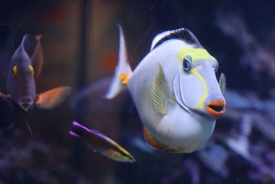 Close-up of fish swimming in aquarium