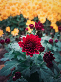 Close up of red chrysanthemums buds flowering in the garden. blooming autumn flowers