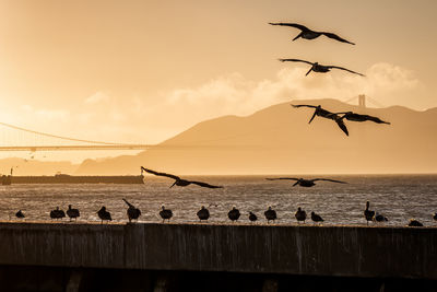 Silhouette birds flying over sea against sky during sunset