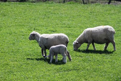 Sheep grazing on grassy field