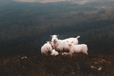 Sheep on landscape against trees