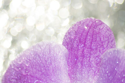 Close-up of pink flower