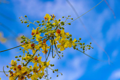 Low angle view of flowering plant against blue sky