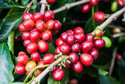 Close-up of red berries growing on tree