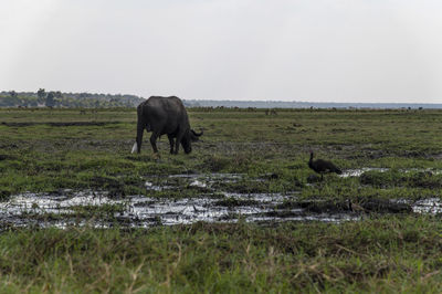 Horse grazing in a field