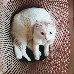 Cat relaxing on floor