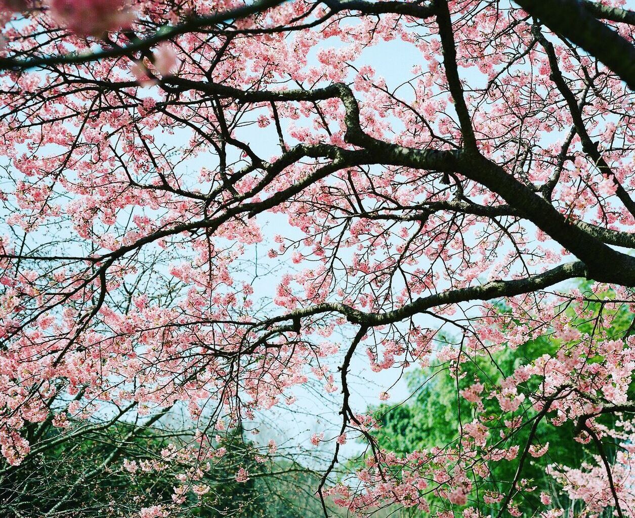 tree, flower, branch, growth, beauty in nature, freshness, nature, pink color, blossom, fragility, tranquility, low angle view, in bloom, sky, springtime, scenics, cherry blossom, outdoors, day, blooming