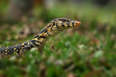 Close-up of snake
