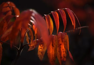 Close-up of red leaves on plant