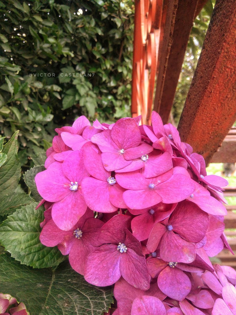 CLOSE-UP OF PINK FLOWERS