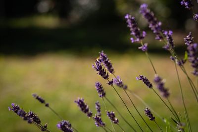 Close-up of purple flowering plant on field