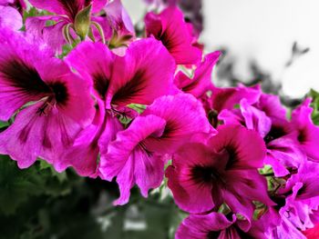 Close-up of pink flowers