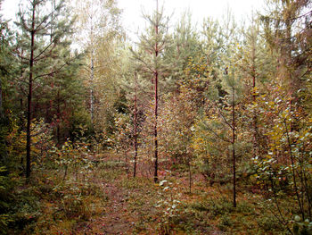 Trees in forest