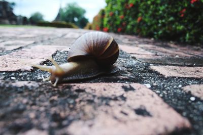 snail